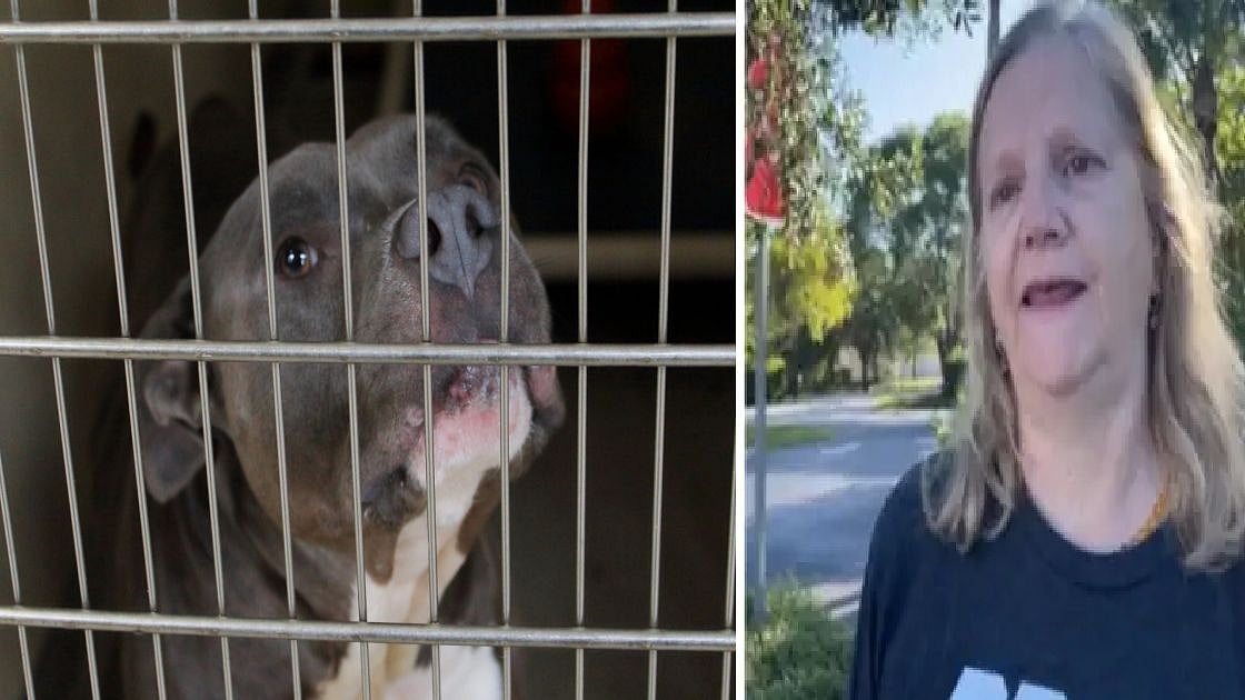 8 ஆண்டுகள்.. 1,900 கி.மீ பயணம்.. அனைத்தும் ஒரு நாய்க்காகவா? - இணையத்தில் ரெண்டாகும் பெண்ணின் செயல் !