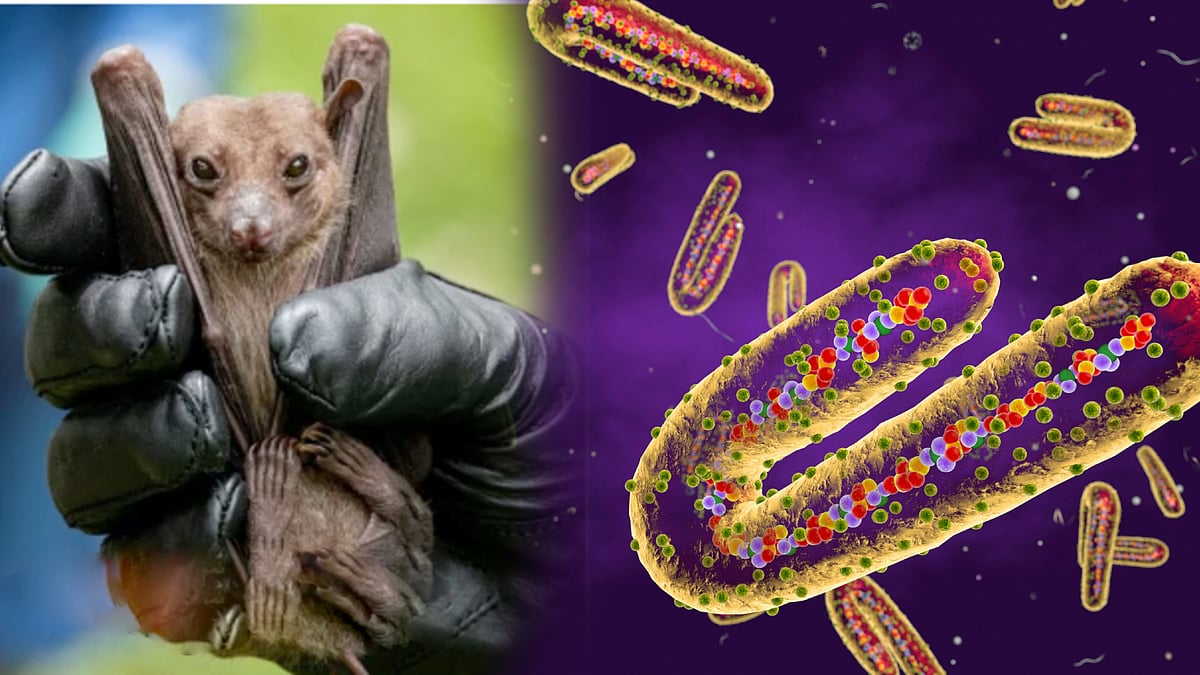 வௌவால் மூலம் மீண்டும் பரவும் 'மார்பர்க் வைரஸ்' - இரண்டு பேர் பலி.. பீதியில் உலக நாடுகள் !