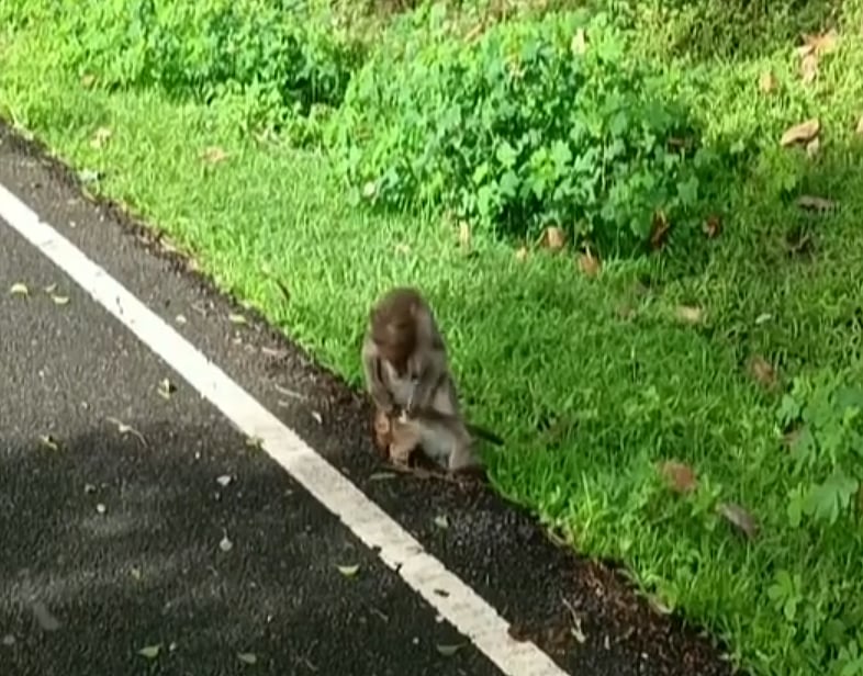 இறந்த குட்டியின் சடலத்தை 2 நாளாக தூக்கிச்சுற்றும் தாய் குரங்கு.. காண்போரை உருகவைக்கும் வீடியோ!  
