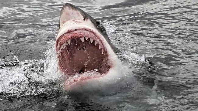 கடலில் நீந்திக் கொண்டிருந்த பெண்.. நொடிப்பொழுதில் கடித்து குதறிய சுறா: கடற்கரையில் நடந்த கொடூரம்!