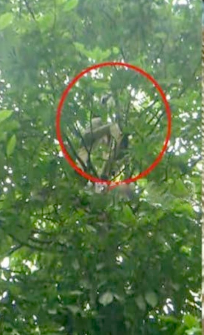 "சிலுவண்டு சிக்கும் ஆனா சிறுத்த.. சிக்கிடுச்சே!" - தப்பித்த சிறை கைதி.. வலை விரித்து பிடித்த போலிஸ் !