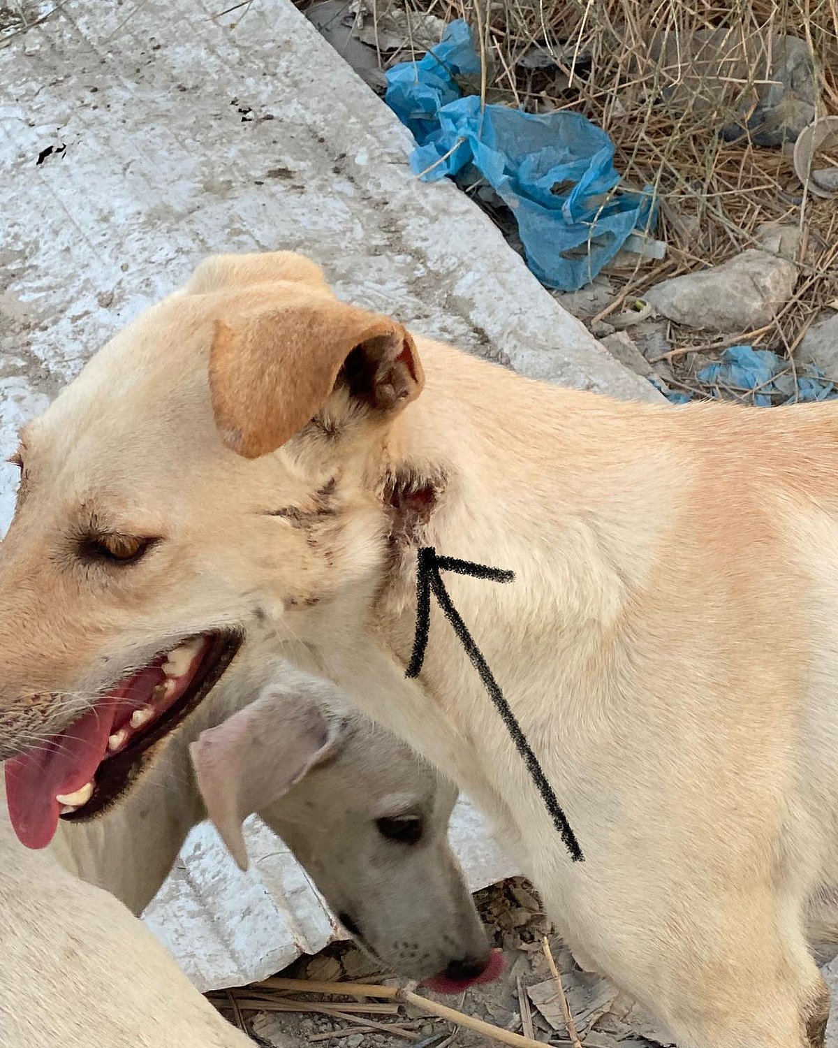 29 நாய்கள் சுட்டுக் கொலை.. கத்தார் நாட்டில் நடந்த கொடூர சம்பவம்: விலங்கு ஆர்வலர்கள் கண்டனம்!