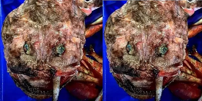 மீனவர் வலையில் சிக்கிய விசித்திர மீன்! இப்படி ஒரு மீன் இருக்கிறதா என மீனவர்கள் ஆச்சரியம்! 