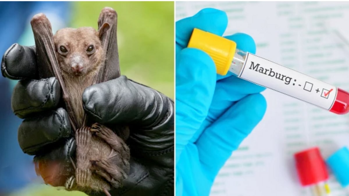 வௌவால் மூலம் மீண்டும் பரவும் 'மார்பர்க் வைரஸ்' - இரண்டு பேர் பலி.. பீதியில் உலக நாடுகள் !