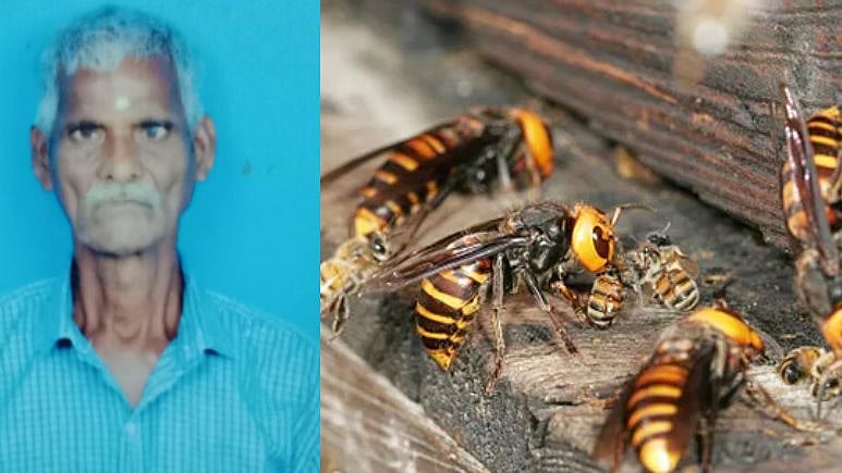 விஷ குளவி கொட்டியதால் நடந்த விபரீதம்.. முகம் வீங்கி முதியவர் பரிதாப பலி!