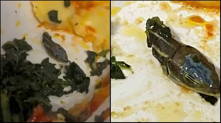 விமானத்தில் கொடுத்த உணவில் பாம்பு தலை.. அதிர்ச்சியடைந்த பயணி!