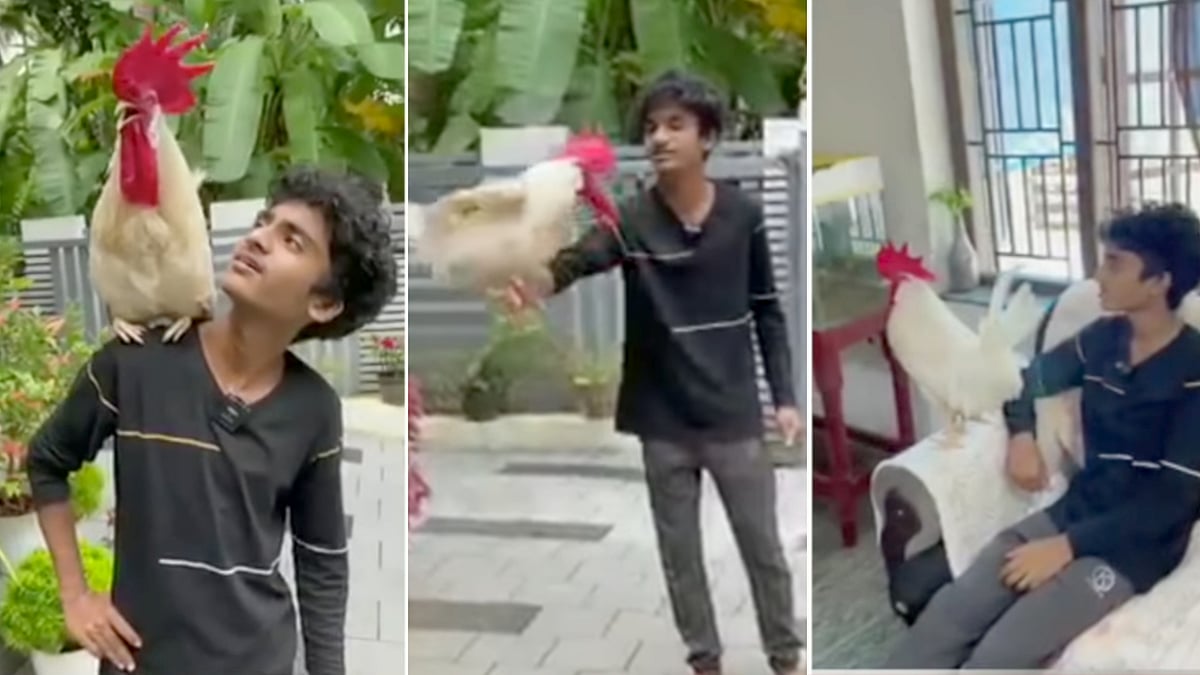 சினிமாவில் என்ட்ரீ கொடுத்த வெள்ளை சேவல்; மாணவனின் பேச்சை அப்படியே கேக்கும் சுவாரஸ்யம்: குவியும் பாராட்டு!