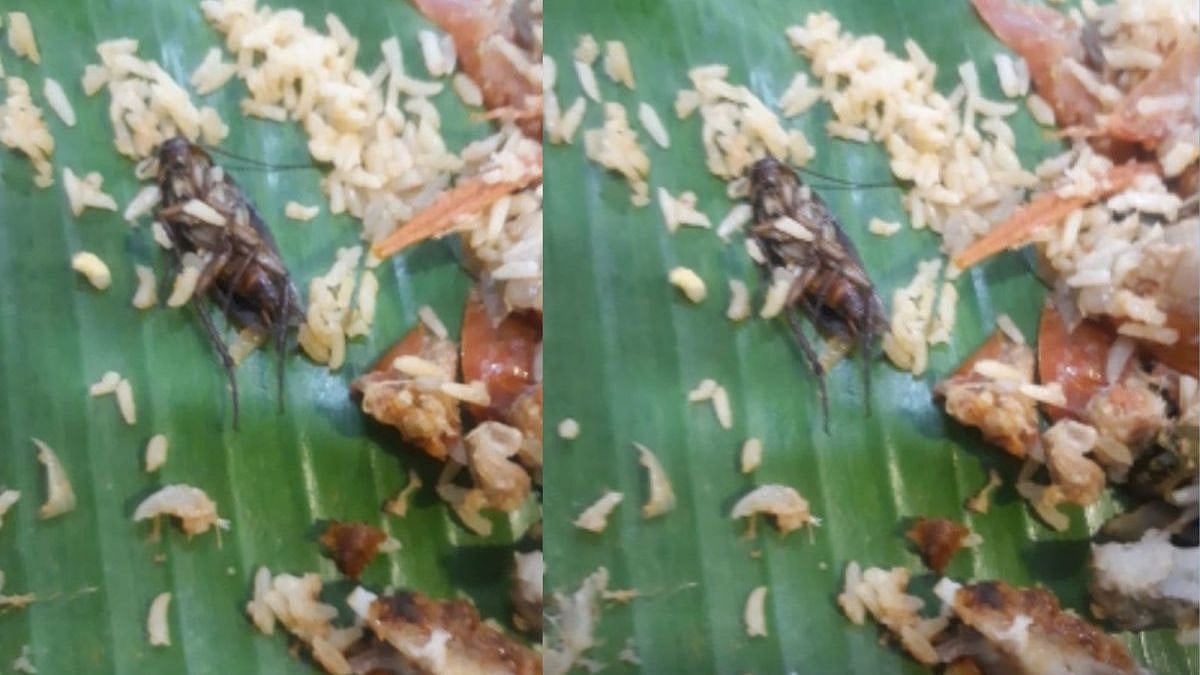 ஆர்டர் செய்ததோ மட்டன் பிரியாணி.. வந்ததோ கரப்பான் பூச்சி பிரியாணி: வாடிக்கையாளர் கடும் அதிர்ச்சி !