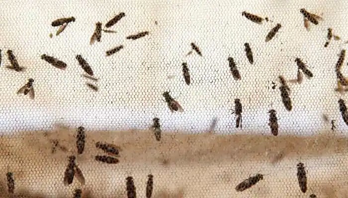 கடுமையான  நோய்த்தொற்று - மாணவர்களை தாக்கிய ’நைரோபி ஃப்ளைஸ்’ பூச்சி.. சிக்கிமில் நடந்த அதிர்ச்சி சம்பவம்!