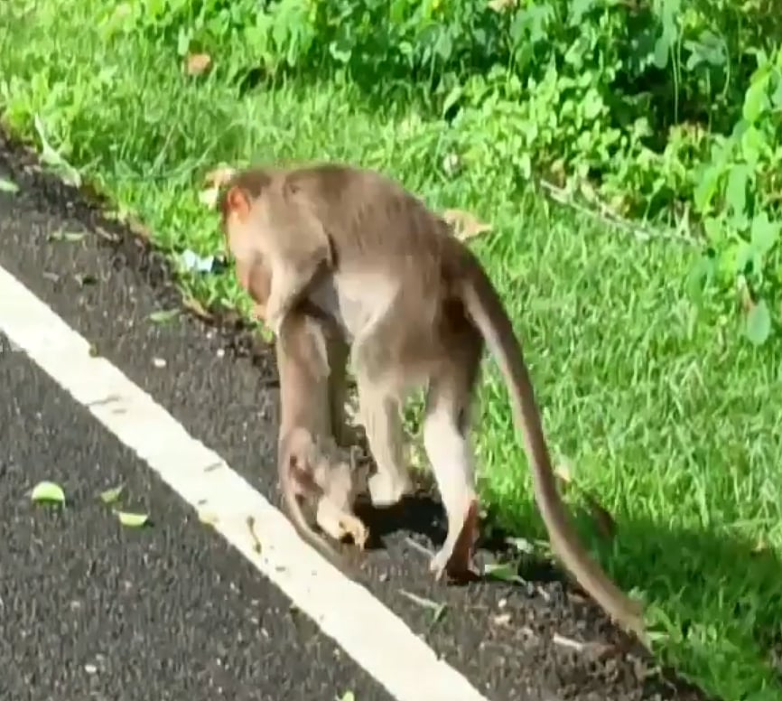 இறந்த குட்டியின் சடலத்தை 2 நாளாக தூக்கிச்சுற்றும் தாய் குரங்கு.. காண்போரை உருகவைக்கும் வீடியோ!  