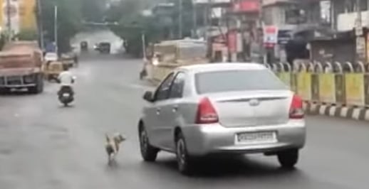 தன்னை காயப்படுத்தியவரை பழிவாங்க 5 வருடமா காத்திருக்கும் நாய்..  திருச்சூரில் ஒரு சுவாரஸ்ய சம்பவம்!