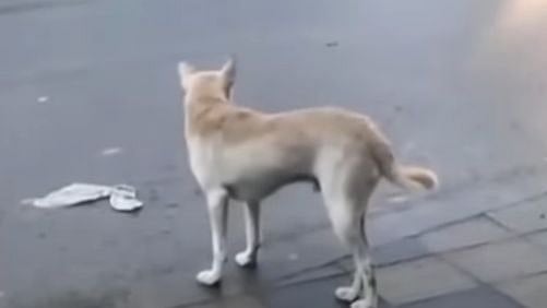 தன்னை காயப்படுத்தியவரை பழிவாங்க 5 வருடமா காத்திருக்கும் நாய்..  திருச்சூரில் ஒரு சுவாரஸ்ய சம்பவம்!