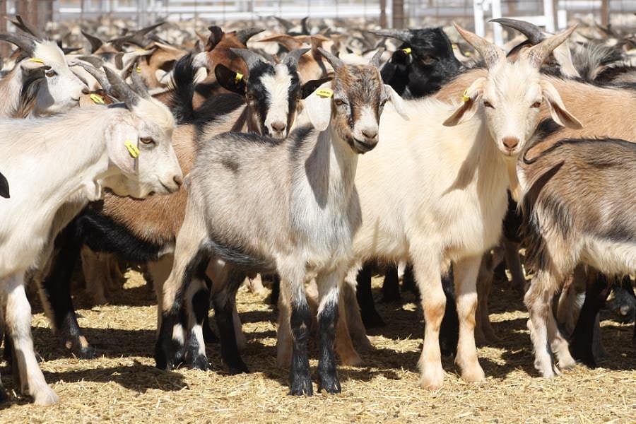 திருட்டு பைக்கில் ஆடு திருடிய கும்பல்.. விரட்டி பிடித்த பொதுமக்கள்.. நடந்தது என்ன ?