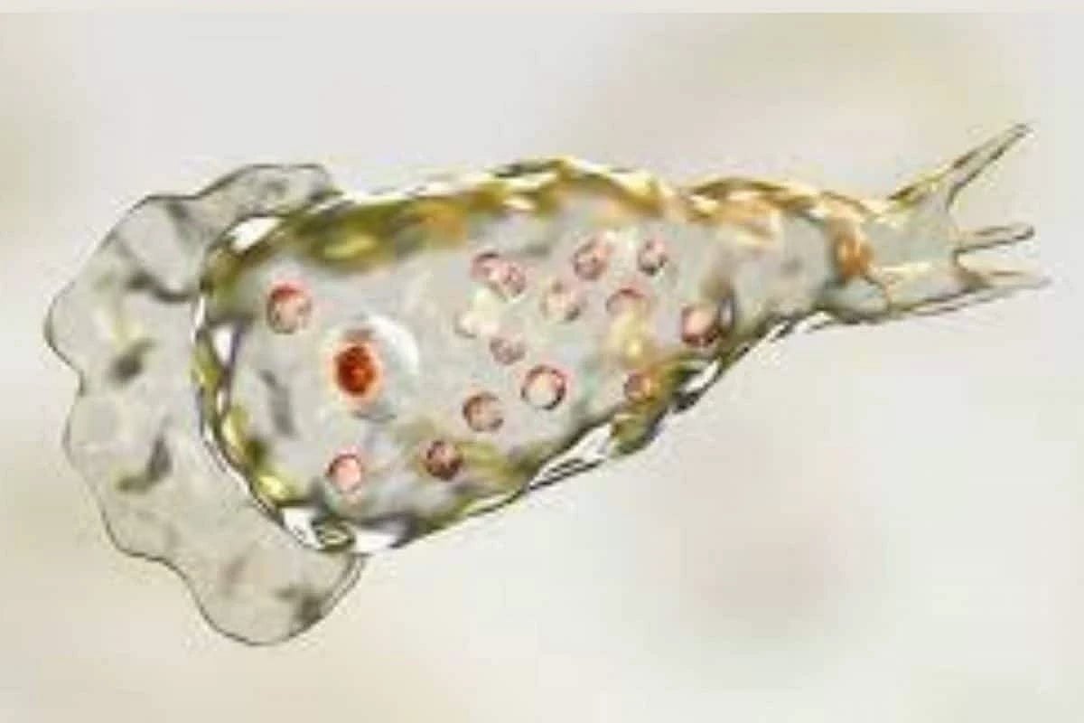 மூளையை உண்ணும் அமீபா... அமெரிக்காவில் கண்டறியப்பட்ட அரியவகை நோயால் அதிர்ச்சி.! மனிதர்களுக்கு பரவுமா?