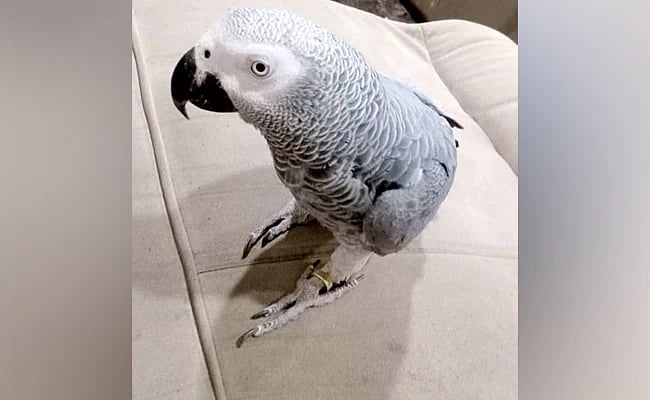 காணாமல் போன கிளியை கண்டுபிடித்தால் ரூ.50 ஆயிரம் பரிசு.. பேனர் வைத்து தேடும் குடும்பத்தின் பாச போராட்டம்!