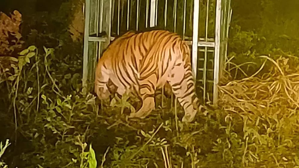 2 வருடத்தில் 21 பேர்.. பதுங்கி பாய்ந்து பலி வாங்கிய பெண் புலி.. வனத்துறையில் சிக்கியது எப்படி ?