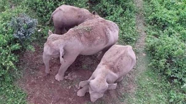 இறந்த குட்டியின் சடலத்தை 2 நாளாக தூக்கிச்சுற்றும் தாய் குரங்கு.. காண்போரை உருகவைக்கும் வீடியோ!  