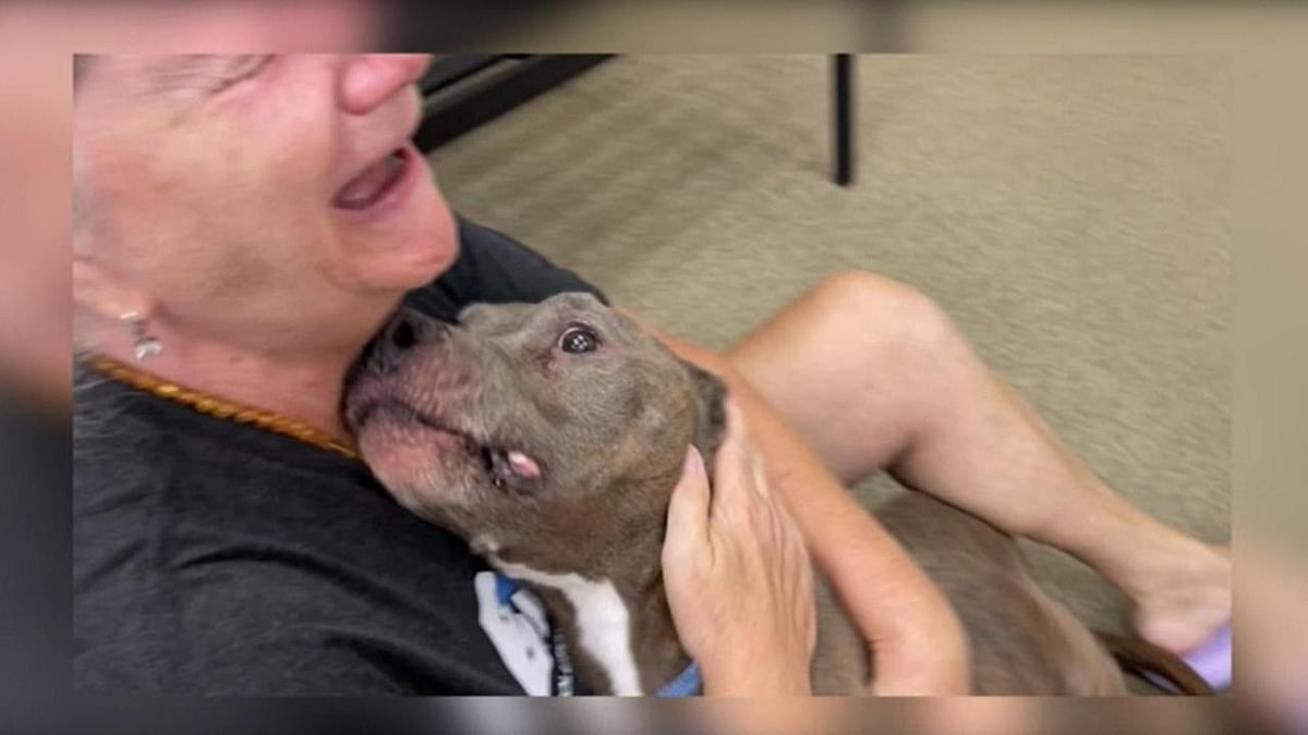 8 ஆண்டுகள்.. 1,900 கி.மீ பயணம்.. அனைத்தும் ஒரு நாய்க்காகவா? - இணையத்தில் ரெண்டாகும் பெண்ணின் செயல் !