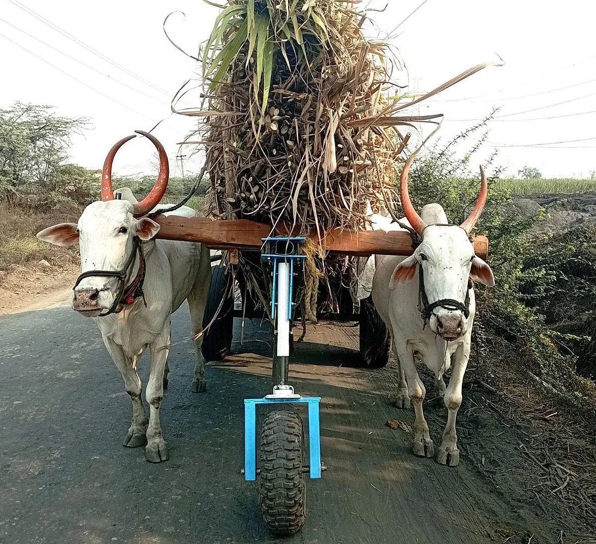 மாட்டு வண்டிக்கு 3-வது சக்கரம்.. இணையத்தில் வைரலாக புகைப்படம் .. உருவான விதத்தை விளக்கிய மாணவர்கள்!