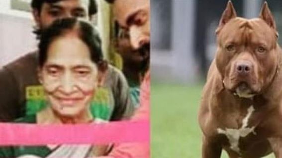 12 இடத்தில் கடித்து குதறிய நாய்.. மகன் வளர்த்த நாயால் பரிதாபமாக உயிரிழந்த தாய்!