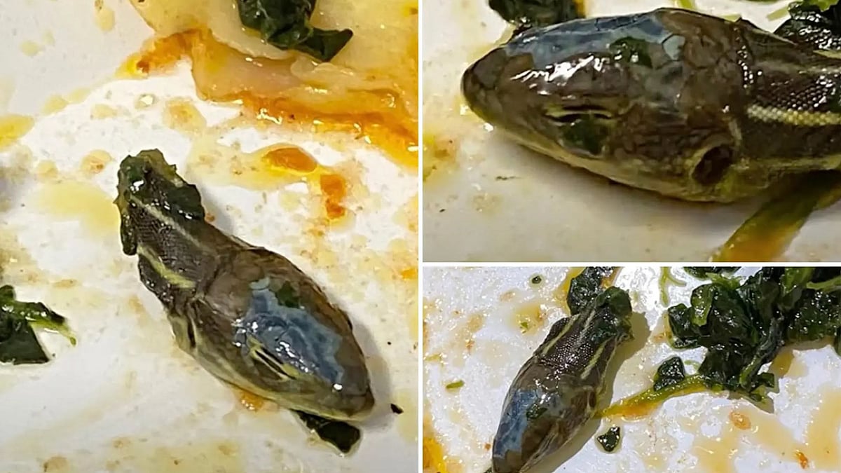 விமானத்தில் கொடுத்த உணவில் பாம்பு தலை.. அதிர்ச்சியடைந்த பயணி!