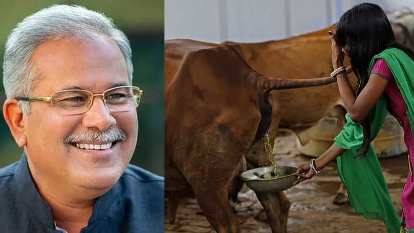 ரூ. 4-க்கு ஒரு லிட்டர் மாட்டு கோமியம்.. விவசாயிகளிடம் இருந்து கொள்முதல் செய்யும் சத்தீஸ்கர் அரசு!