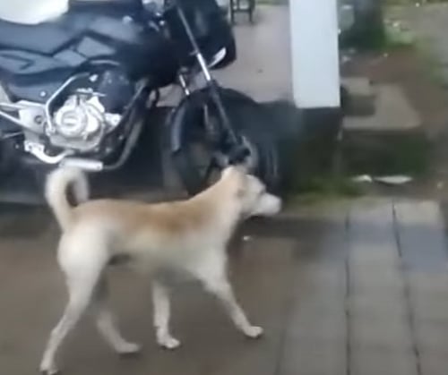 தன்னை காயப்படுத்தியவரை பழிவாங்க 5 வருடமா காத்திருக்கும் நாய்..  திருச்சூரில் ஒரு சுவாரஸ்ய சம்பவம்!