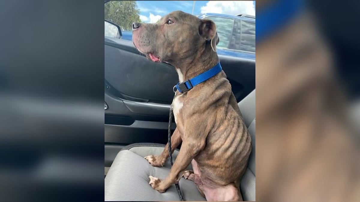 8 ஆண்டுகள்.. 1,900 கி.மீ பயணம்.. அனைத்தும் ஒரு நாய்க்காகவா? - இணையத்தில் ரெண்டாகும் பெண்ணின் செயல் !