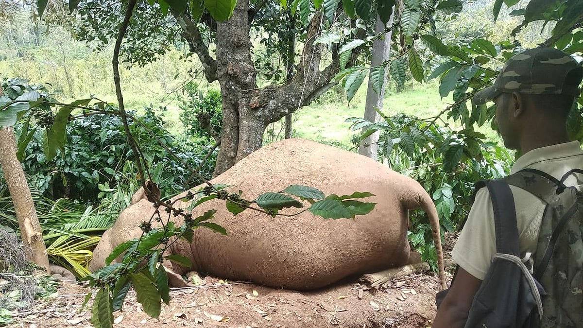 பா.ஜ.க ஆளும் மாநிலத்தில் அடுத்தடுத்து உயிரிழக்கும் காட்டு யானைகள்.. கர்ப்பமான யானை உட்பட 3 யானைகள் பலி!