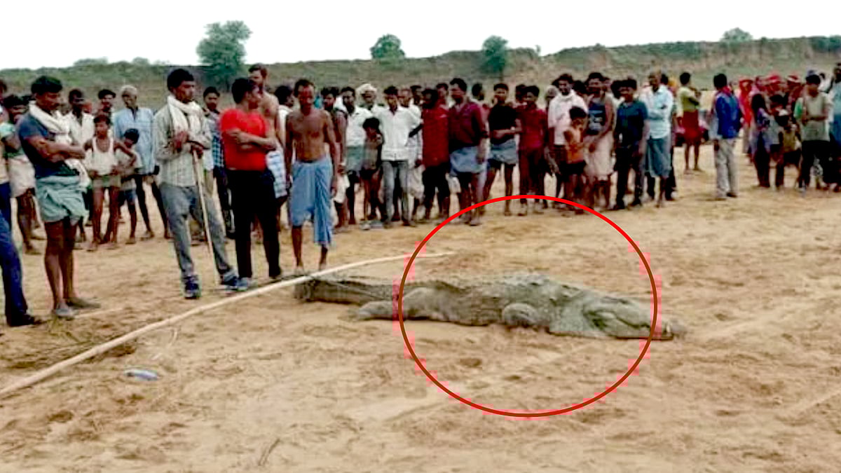 “ஆற்றில் குளிக்க சென்ற சிறுவனை முழுதாக முழுங்கிய முதலை..?” : ஊர்மக்கள் திரண்டதால் நடந்த பரபரப்பு!