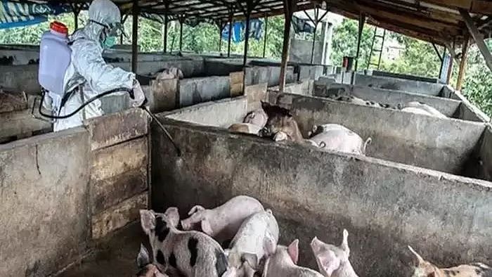 இந்தியாவில் கண்டறியப்பட்ட பன்றி காய்ச்சல்.. 300 பன்றிகளை கொல்ல மாநில அரசு முடிவு! 