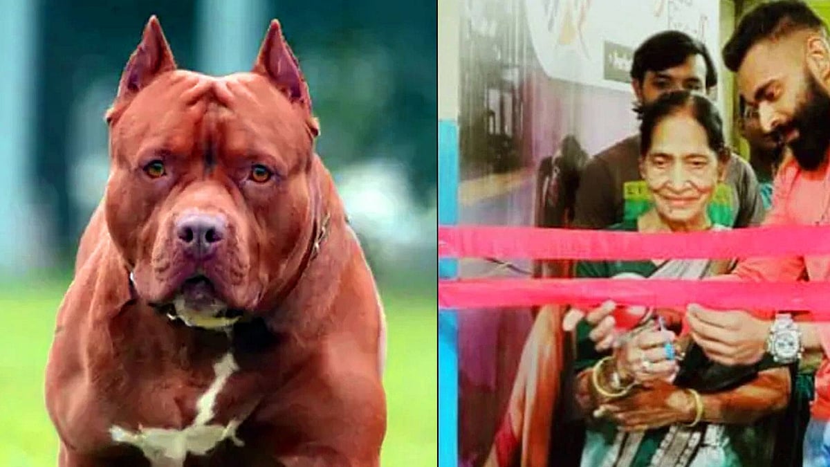 உ.பி.-யில் தாயை கடித்து கொன்ற பிட்புல் நாய்.. தத்தெடுக்க போட்டி போடும் ஆர்வலர்கள் !