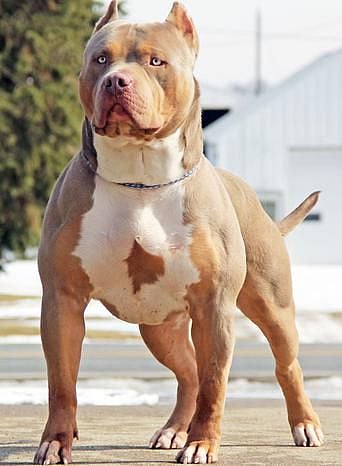 சிறுவனின் காதை கடித்து துப்பிய பிட்புல் நாய்.. உரிமையாளரின் அலட்சியத்தால் நேர்ந்த துயர சம்பவம் !