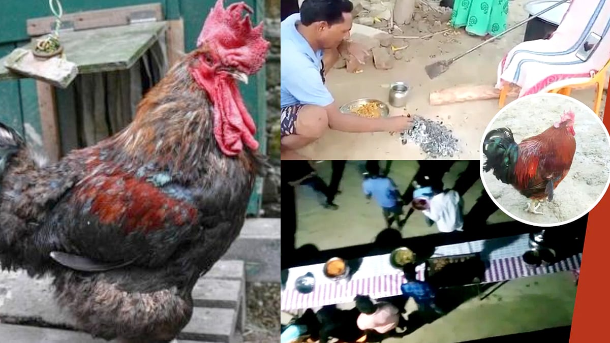 ஆட்டுக்குட்டிக்காக நாய்களிடம் சண்டையிட்டு உயிர்நீத்த சேவல்: நினைவேந்தல் செய்த ஊர்மக்கள் : உ.பி நெகிழ்ச்சி