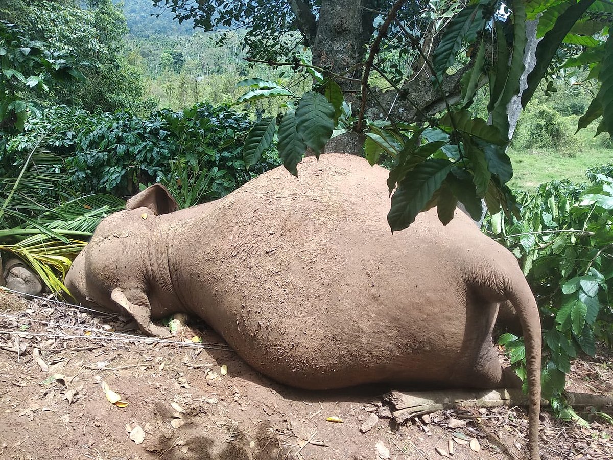 பா.ஜ.க ஆளும் மாநிலத்தில் அடுத்தடுத்து உயிரிழக்கும் காட்டு யானைகள்.. கர்ப்பமான யானை உட்பட 3 யானைகள் பலி!