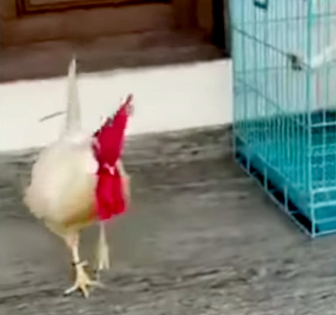 சினிமாவில் என்ட்ரீ கொடுத்த வெள்ளை சேவல்; மாணவனின் பேச்சை அப்படியே கேக்கும் சுவாரஸ்யம்: குவியும் பாராட்டு!