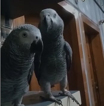 காணாமல் போன கிளியை கண்டுபிடித்தால் ரூ.50 ஆயிரம் பரிசு.. பேனர் வைத்து தேடும் குடும்பத்தின் பாச போராட்டம்!