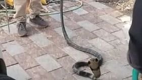 ஒரு மாதம் காரில் குடியிருந்த 8 அடி நீள ராஜநாகம்.. காரில் ஊர் ஊராக சுற்றிவந்த உரிமையாளர்!