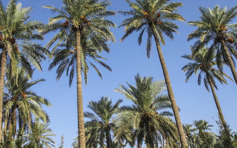 மனைவிக்கு பயந்து பனைமரத்தில் வாழ்க்கை.. திரண்டு வந்து புகார் கொடுத்த கிராமத்தினர். உ.பியில் விசித்திரம்!