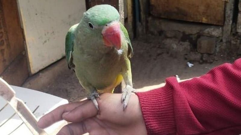 கிளி மீது நடவடிக்கை எடுக்க வேண்டும்.. காவல்நிலையத்தில் புகார் கொடுத்த 72 வயது முதியவர்: காரணம் என்ன?