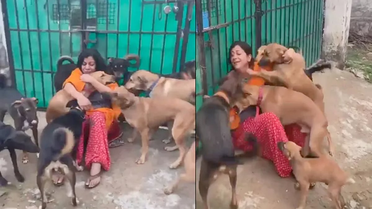 முத்தமழை பொழிந்த நாய்கள்.. தெருநாய்களுடன் நண்பர்கள் தினத்தை கொண்டாடிய பெண்.. இணையத்தில் வைரலாகும் வீடியோ!