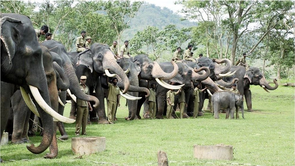 யானைகளின் எண்ணிக்கை அதிகரிப்பு.. தமிழ்நாடு அரசு எடுத்துவரும் சிறப்பு நடவடிக்கை பற்றி தெரியுமா?