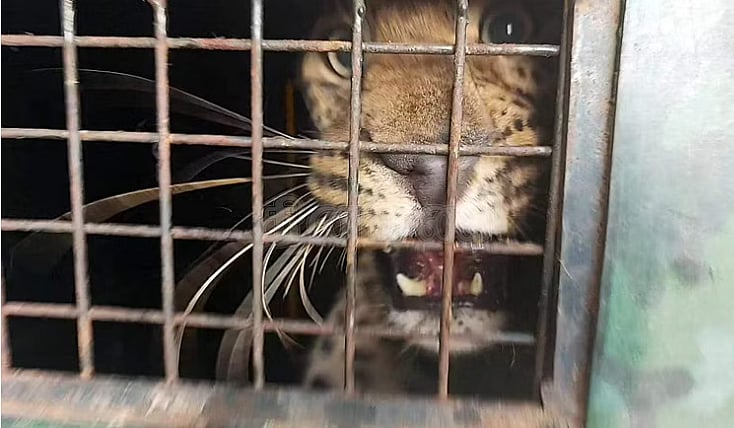 சிறுமியை கொடூரமாக கொன்ற சிறுத்தை.. ஆடு வைத்து கூண்டோடு பிடித்த வனத்துறை.. 