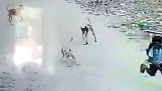 பள்ளிக்குச் சென்ற சிறுவன்.. விரட்டி விரட்டி துரத்திய தெரு நாய்கள்: காரணம் என்ன?