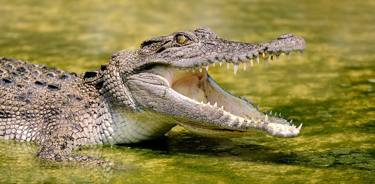 ஆசையாய் selfie எடுக்க சென்ற இளைஞர்.. முதலை செய்த செயலால் அதிர்ச்சியடைந்த சுற்றுலா பயணிகள் !