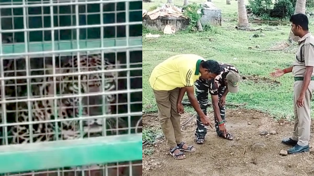 ஆடு, நாய்களை கொடூரமாக வேட்டையாடி வந்த சிறுத்தை.. ஈரோட்டில் சிக்கியது எப்படி ?