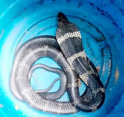 ஒரு மாதம் காரில் குடியிருந்த 8 அடி நீள ராஜநாகம்.. காரில் ஊர் ஊராக சுற்றிவந்த உரிமையாளர்!