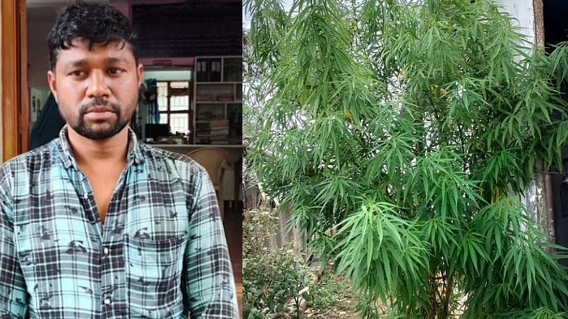 வேலைக்கு போகாமல் வீட்டில் 3 மாதம் கஞ்சா செடி வளர்த்த வட இந்தியர்.. கைது செய்த போலிஸ்!