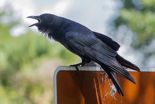 விடாமல் துரத்தும் காகங்கள்.. செத்ததை எடுத்துப்போட்டது குத்தமா.. கர்நாடக பெண்ணுக்கு நேர்ந்த கொடுமை ! 