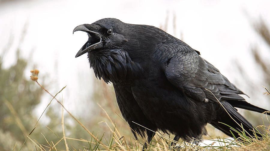 விடாமல் துரத்தும் காகங்கள்.. செத்ததை எடுத்துப்போட்டது குத்தமா.. கர்நாடக பெண்ணுக்கு நேர்ந்த கொடுமை ! 